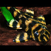 L168 Butterfly Pleco (Zonancistrus brachyurus)