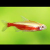 Albino Cardinal Tetra (Paracheirodon Axelrodi) 2cm