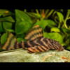 L398 Tankei Tiger Pleco (Panaqolus tankei)