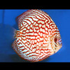Checkerboard Discus (Symphysodon aequifasciatus)