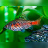 Odessa Barb