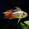 Apistogramma cacatoides