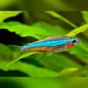 Green Neon Tetra