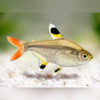 X-Ray Tetra