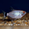 Red Eye Tetra