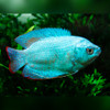 Powder Blue Dwarf Gourami