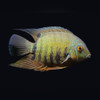 Green Severum Cichlid Heros efasciatus