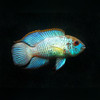Electric Blue Acara Cichlid