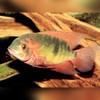 Chocolate Cichlid Hypselecara temporalis