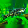 Butterfly Splitfin