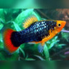 Black Variatus Platy