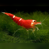 Crystal Red Shrimp