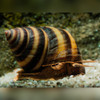 Piano Snail