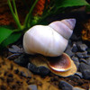 White Wizard Snail