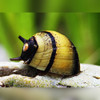Bumblebee Nerite Snail