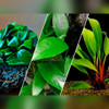 Assorted Anubias