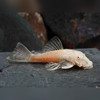 Albino Bristlenose Catfish