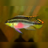 Kribensis Cichlid Pelvicachromis pulcher