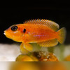 Ocellatus Shell-dweller Cichlid