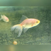 White Fantail Goldfish