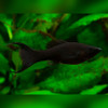 Black Lyretail Molly