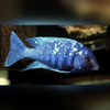 Star Sapphire Hap Placidochromis phenochilus