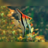 Manacapuru Redback Angelfish (Pterophyllum Scalare)