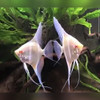 Albino Rio Japura Angelfish (Pterophyllum Scalare)