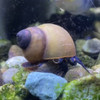 bubbas-snail-viviparus-sp-blueberry