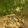 Longfin Snow White Bristlenose Catfish