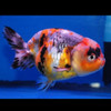 Calico Ranchu Goldfish