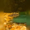 Strawberry Leporinus