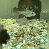 Drape Fin Barb