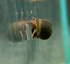 Orange Spotted Papau Snail (Notopala sp.)