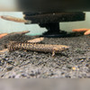 Ornate Bichir Polypterus ornatipinnis