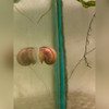 Magenta Apple Snail