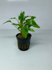 Cryptocoryne wendtii - Green - 5cm Pot