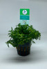Limnophila sessiliflora 'Ambulia' - 5cm Pot