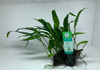 Microsorium narrow leaf - 5cm Pot