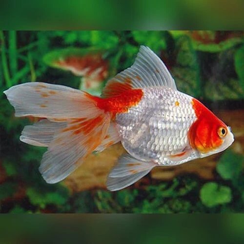 Fancy Goldfish for Sale | Riverpark Aquatics UK
