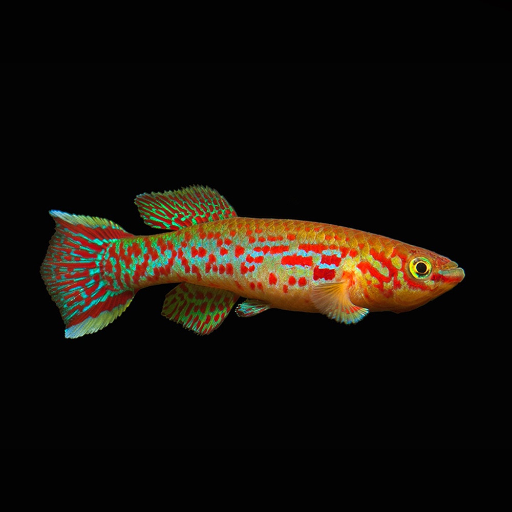 Steel Blue Killifish Pair (Fundulopanchax gardneri) Riverpark Aquatics