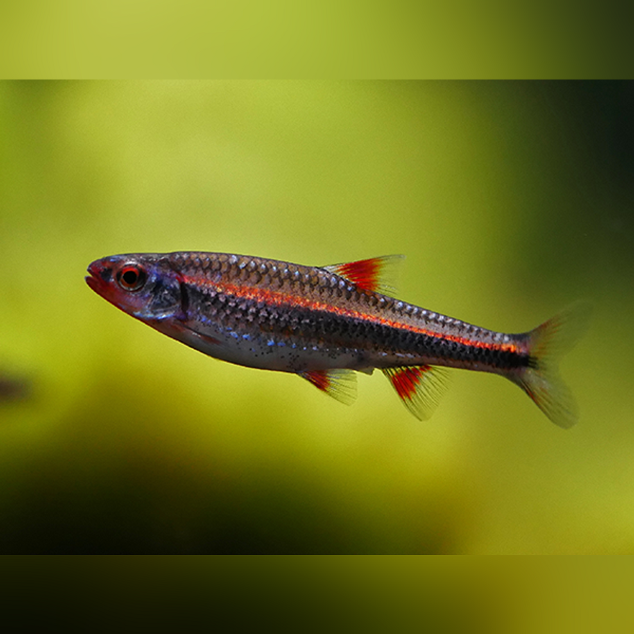 Rainbow Shiner (Notropis chrosomus)