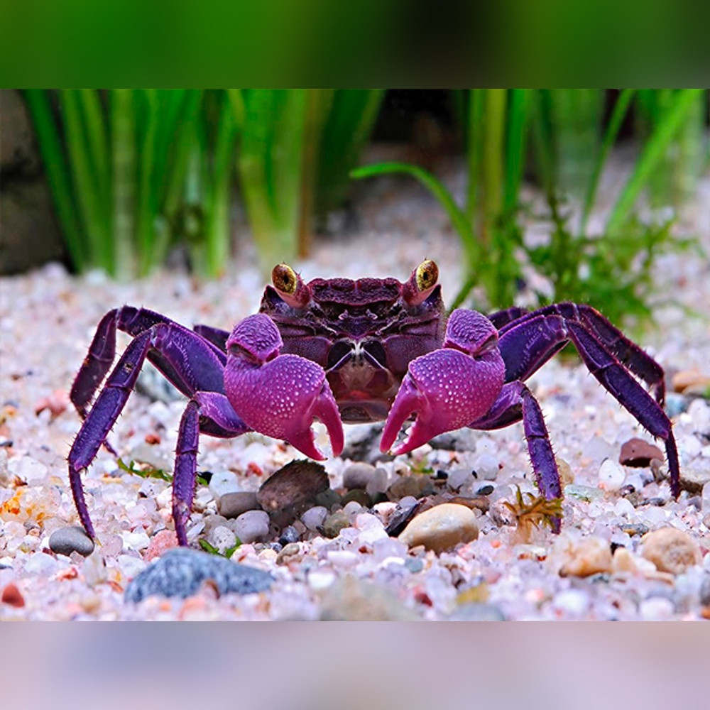 vampire crab
