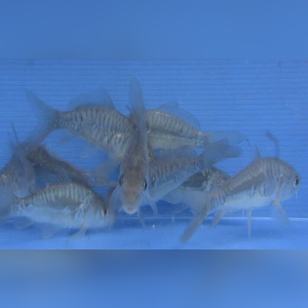 Buy Pond Fish Online Riverpark Aquatics UK