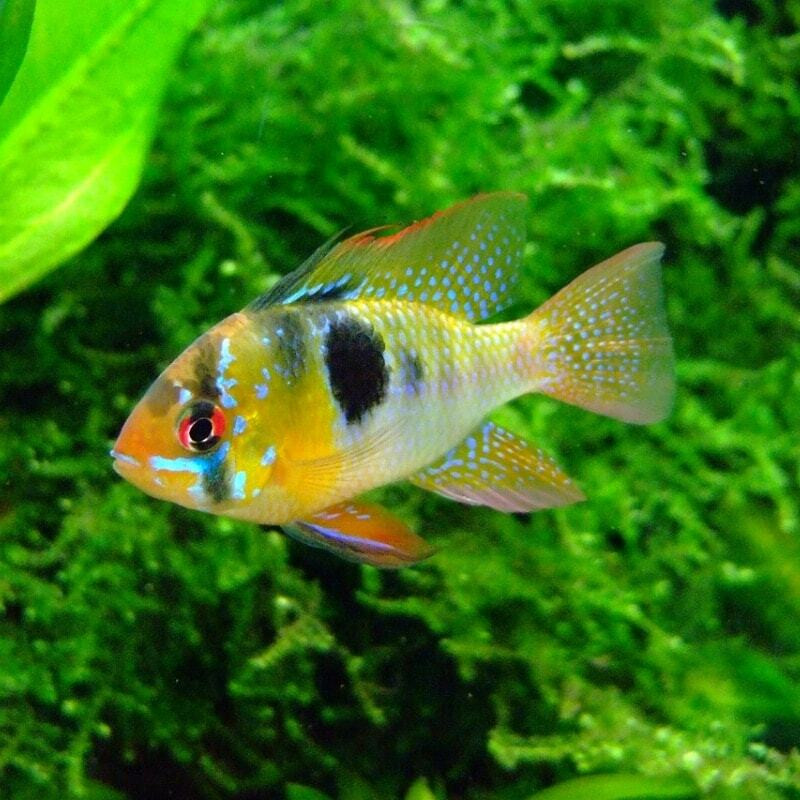 Buy Tropical Fish Online Riverpark Aquatics UK