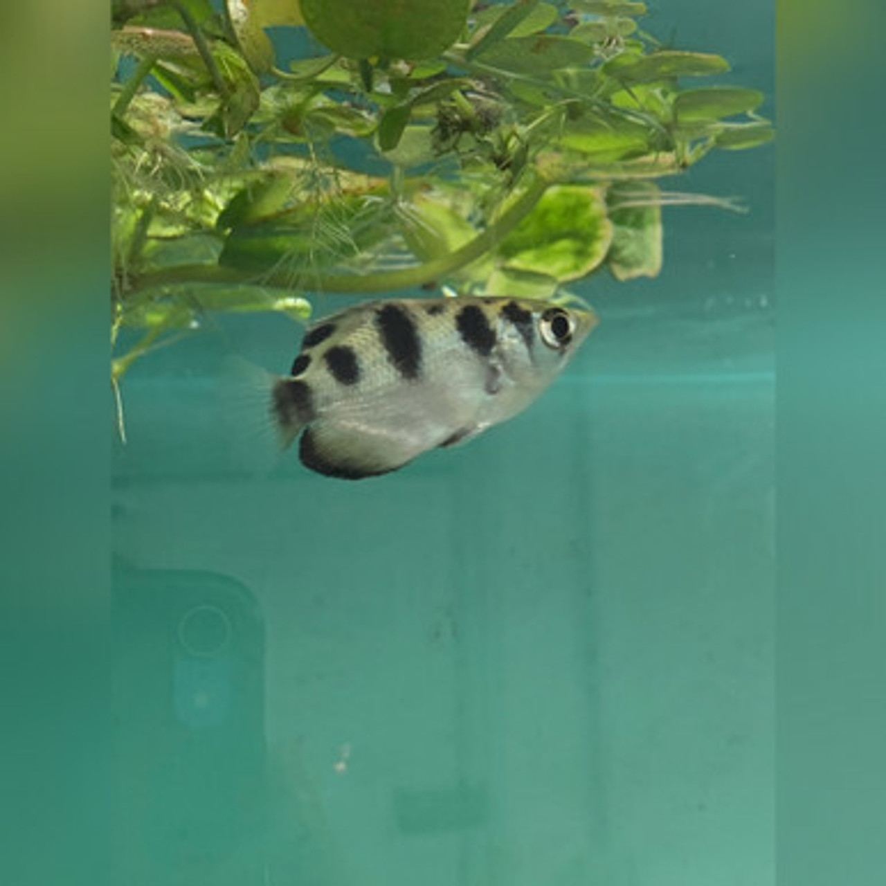 Archerfish