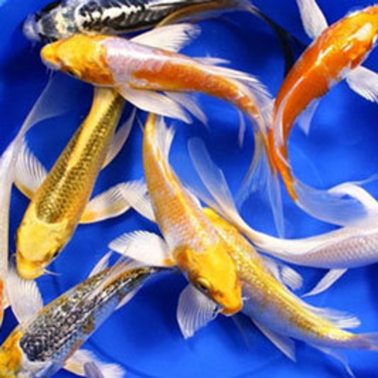 Pond Fish Pond Fish
