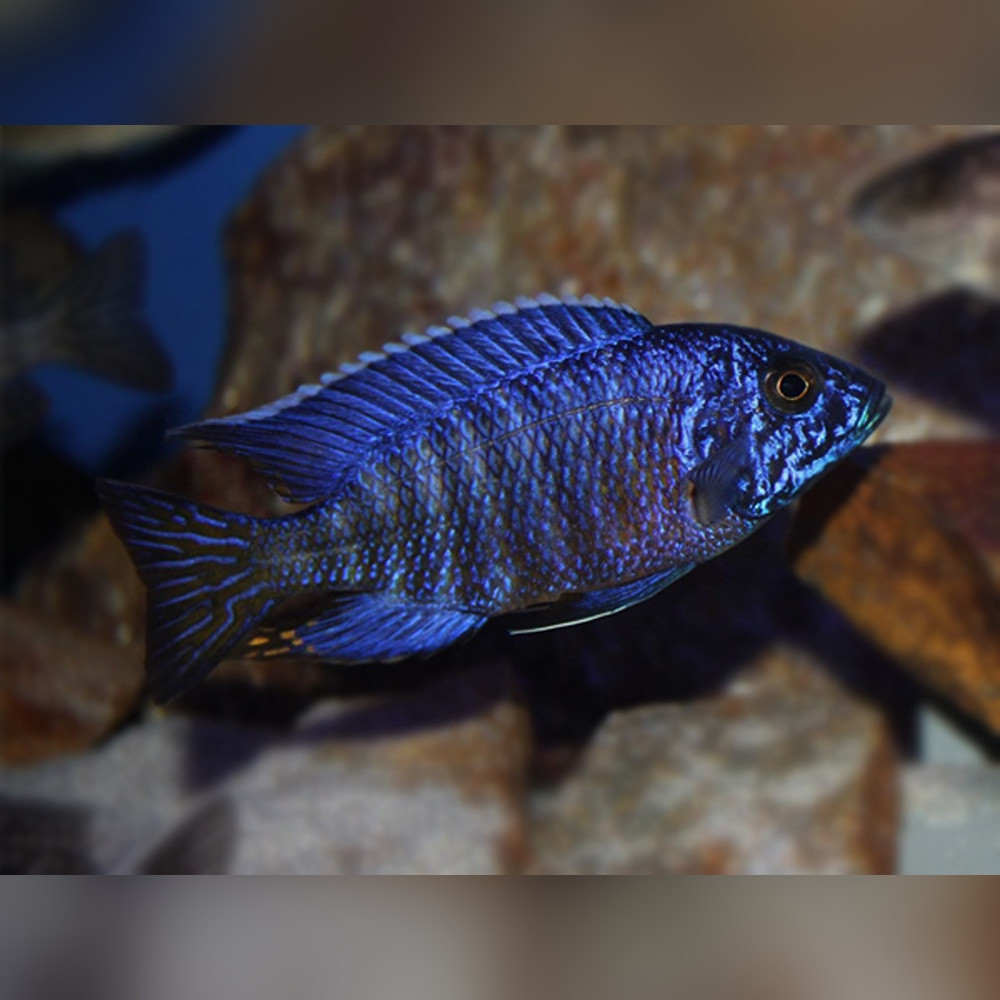 Blue Peacock Cichlid (Aulonocara nyassae) 4-5cm