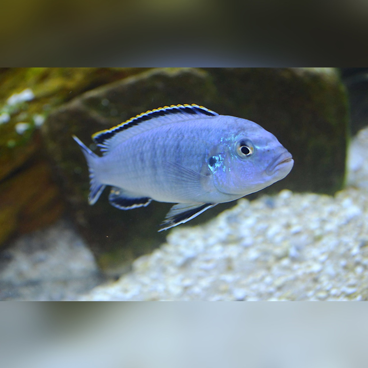 Powder Blue Cichlid (Pseudotropheus socolofi) Riverpark Aquatics