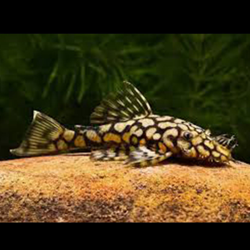 L519 Honeycomb Bristlenose (Ancistrus sp) 3cm